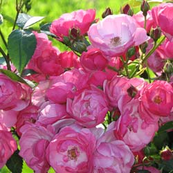 Rose 'Angla'